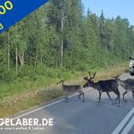 Nordkap100: Finnland (und Rentiere)