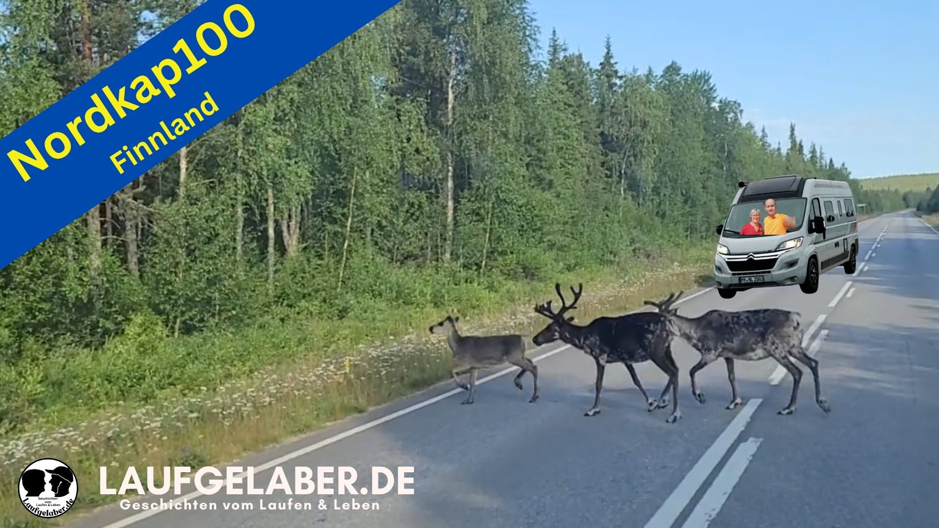 Drei Rentiere überqueren eine Straße in Finnland und der CamperVan mit Lydia und Harald wartet bis sie rüber sind.
